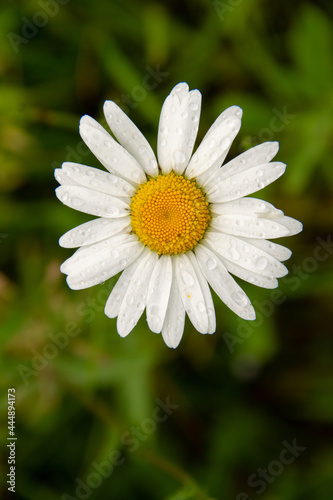 field plant chamomile with white petals and drops after rain