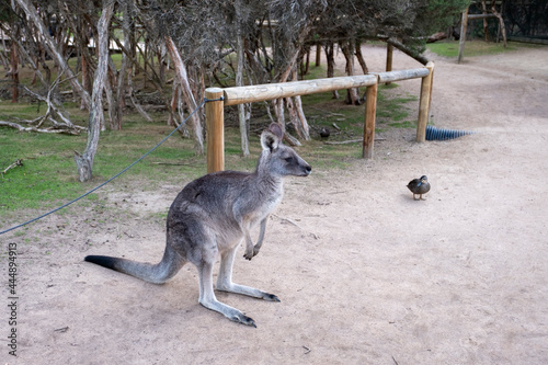 kangaroo walking in zoo