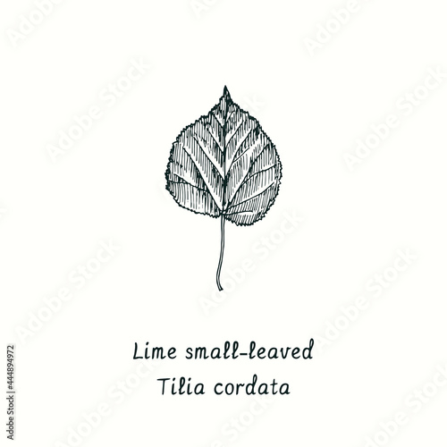 Lime small-leaved (Tilia cordata) leaf. Ink black and white doodle drawing in woodcut style. photo