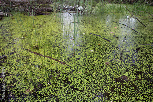 Obraz na płótnie Lemna minor, the common duckweed floating on water in the pond