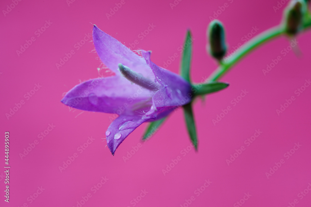 Obraz premium Bell flower on a colored background. Macro image.