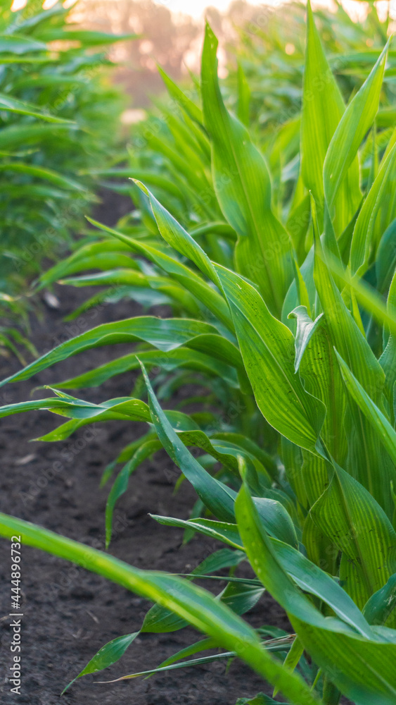 Obraz premium corn field at sunset