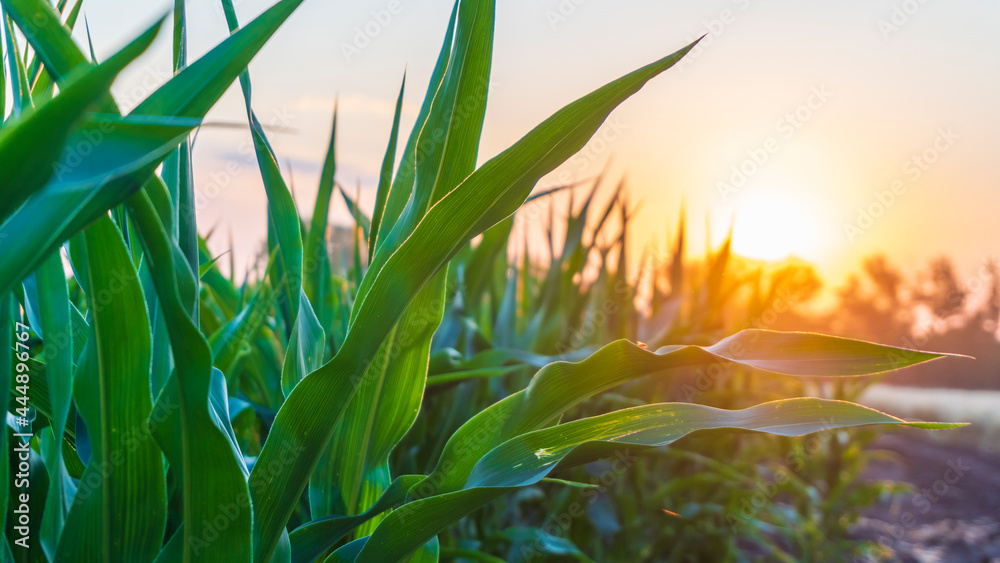 Fototapeta premium corn field at sunset