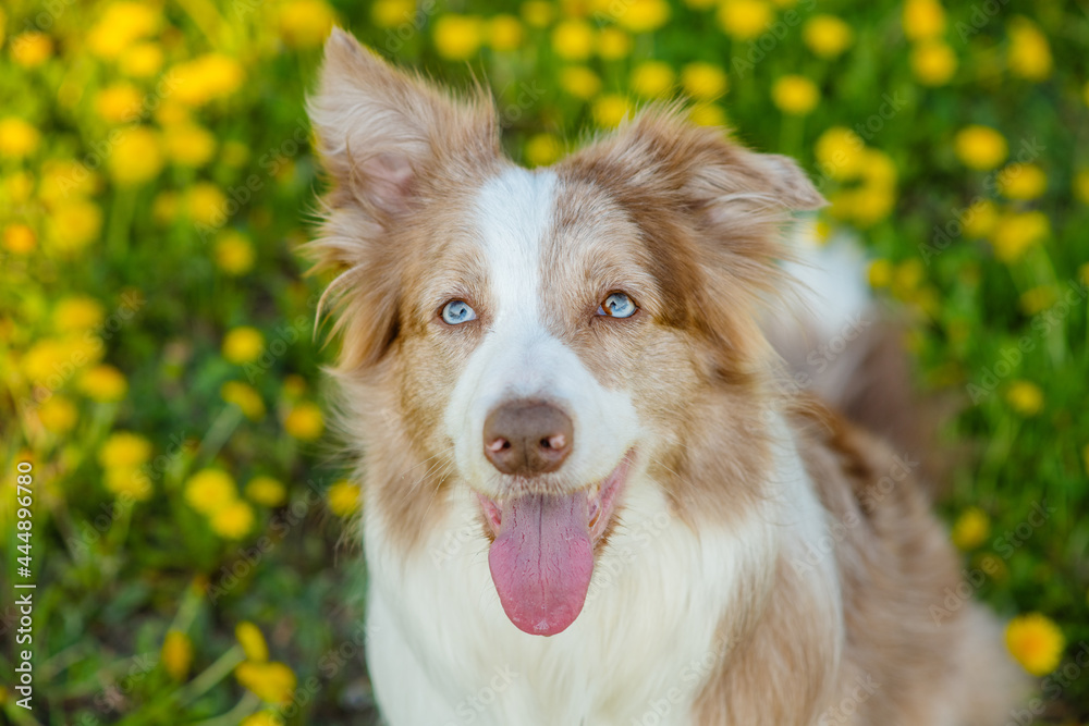 Australian Shepherd sitting on a dandelion field and stuck out its tongue funny