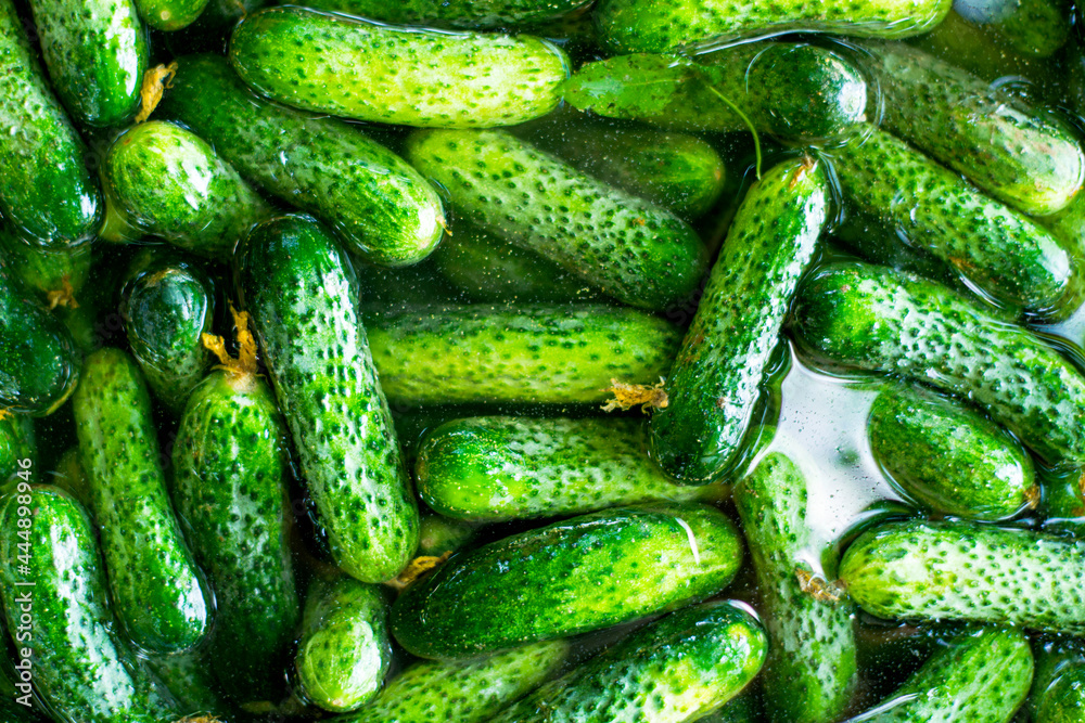 fresh green cucumbers filled with water for the background background fresh green cucumbers filled with water for the background background