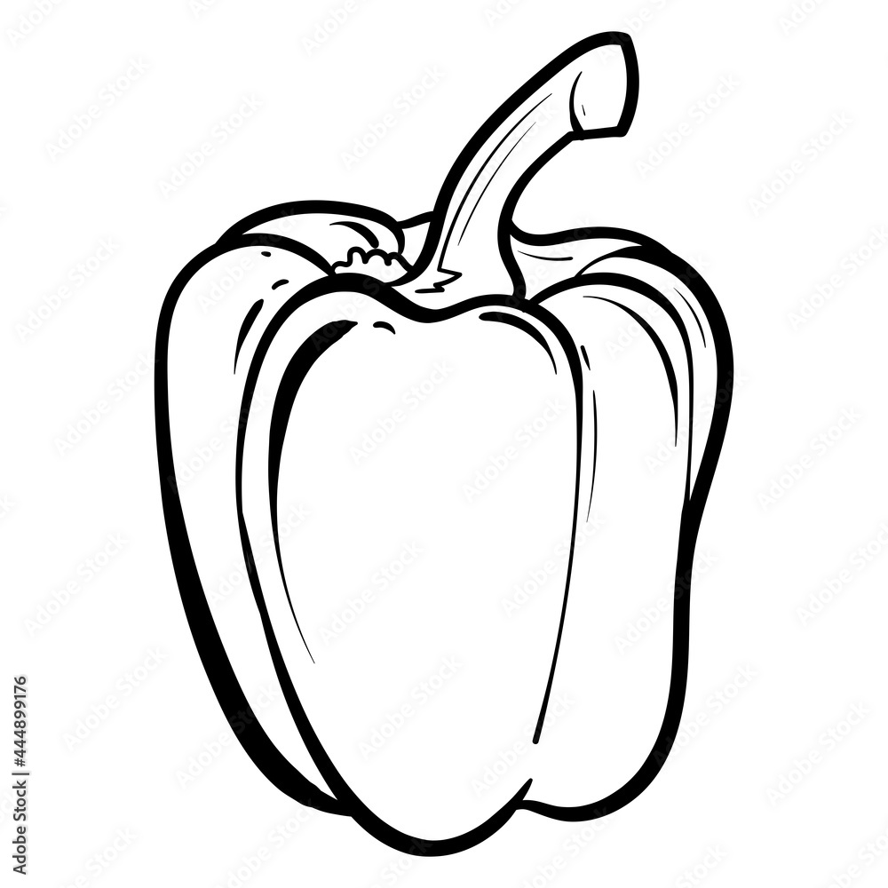 pepper. Vector illustration of sweet pepper. Hand-drawn pepper. Sketch paprika. pepper line art pepper. Vector illustration of sweet pepper. Hand-drawn pepper. Sketch paprika. pepper line art