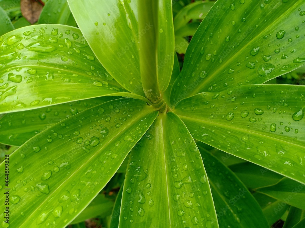 green leaf background. Raindrops fall on the leaves green leaf background. Raindrops fall on the leaves