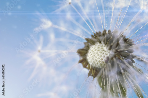 Dandelion on a background of blue sky. A closeup of a summer flower. Flowers against the background of the summer sky with sun glare. © Александра Алероева