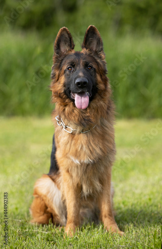 beaufitul german shepsherd portrait with cute eyes and tongue out on green background 