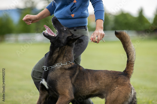 nice belgian malinois is working during obedience lesson 