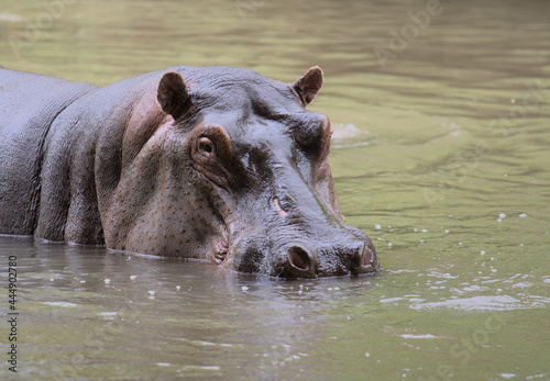hippo looking alert at camera in river water with head showing in wild Meru Natiional Park, Kenya