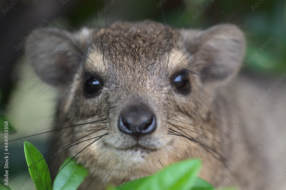 cute close-up portrait of rock hyrax in the wild Meru National Park ...