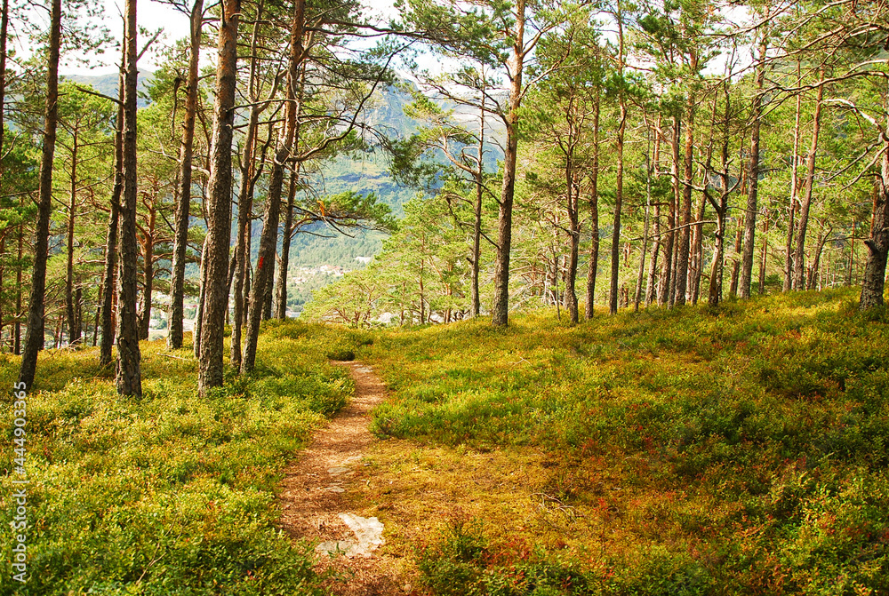 A foot path in Norwegian forest of pine trees. 