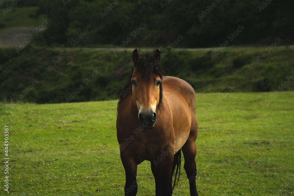 Obraz premium Percheron horse in Asturias in freedom in the mountain, loocking to the camera. Asturcon