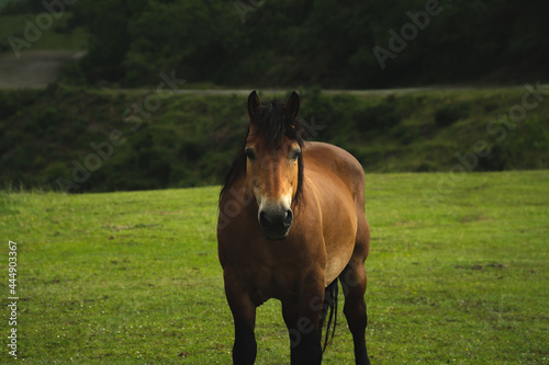 Percheron horse in Asturias in freedom in the mountain, loocking to the camera. Asturcon photo