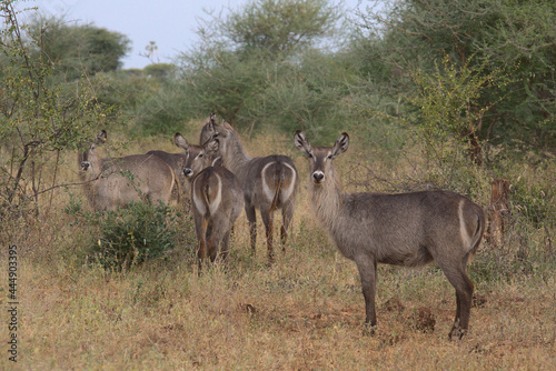 herd of female waterbuck standing alert and looking back in the wild grass of Meru National Park, Kenya photo