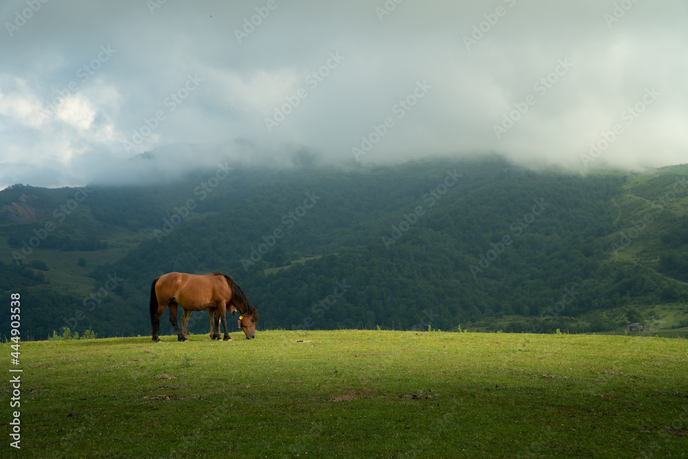 Horses in Asturias
