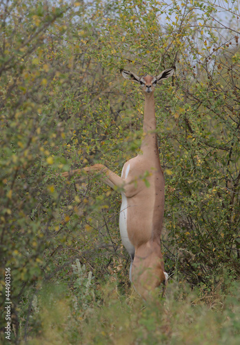 portrait of gerenuk standing erect on hind legs looking at camera and eating leaves off wild bush in Meru National Park, Kenya