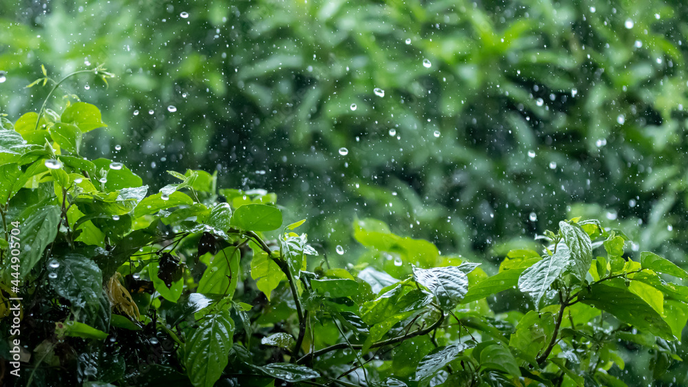 tree in rainy season tree in rainy season