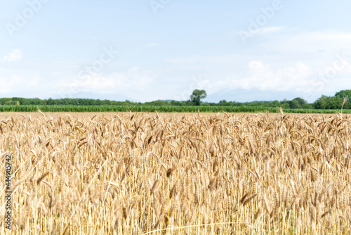 Campo di grano in italia photo