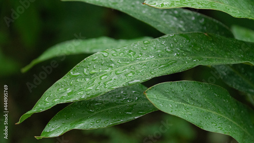 tree in rainy season