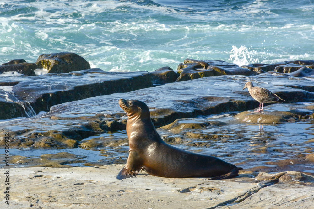 Fototapeta premium Sea lions at sunset on the rocks at La Jolla Cove at San Diego
