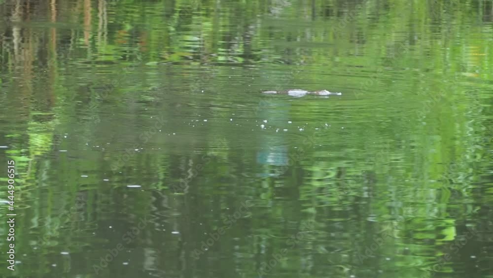 Duck Billed Platypus swimming and floating on water at Henrietta Creek Duck Billed Platypus swimming and floating on water at Henrietta Creek