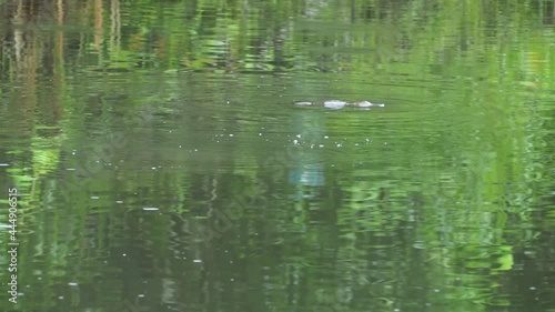 Duck Billed Platypus swimming and floating on water at Henrietta Creek photo