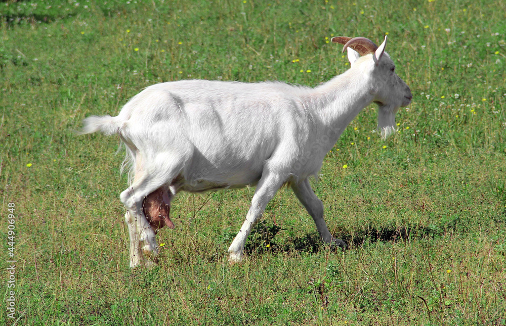 Obraz premium Dairy goat on green meadow. Milk goat on the pasture.
