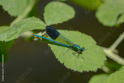 Close up of damselfly with metalic blue and green markings resting on a raspberry leaf with green background on a sunny day in Israel.  © Barbara