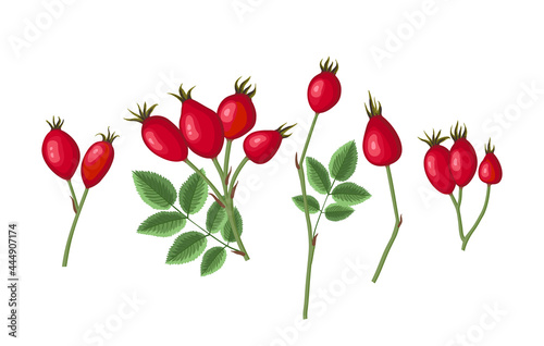 Collection of rosehip branches with leaves and berry. Vector illustration cartoon flat icon set isolated on white background.