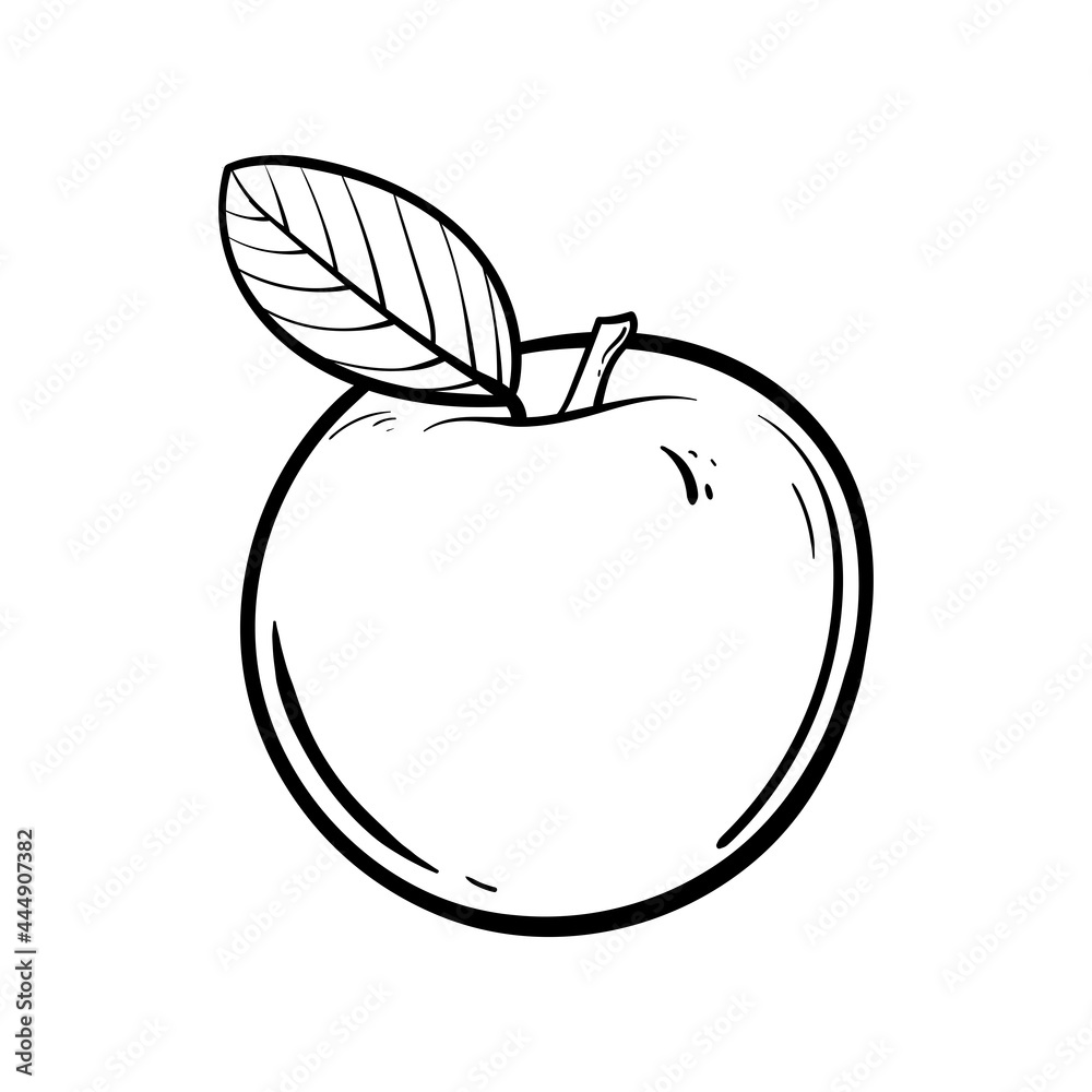 Vector Line Art Apple Fruit. hand drawn Apple fruit vector. Isolated