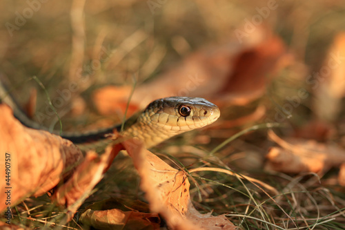 Close up of a Common Garter snake slithering around in the dead grass in the Autumn in Minnesota, USA.  © Barbara