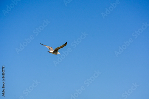 Flying seagull against blue sky. Free flying gracefully in the sky.  