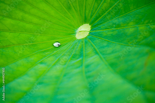 クローズアップした蓮の葉と雨粒
【close-up lotus leaves and raindrops】 photo