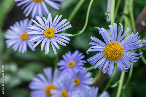 Floral background of blue daisies  top view. Focus with a small depth of field  blur.