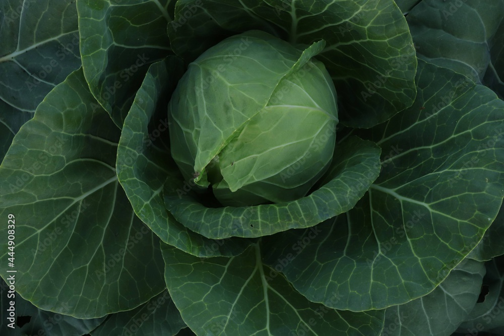 Fototapeta premium cabbage grows. farming and agriculture. cabbage grows in the garden. home gardening