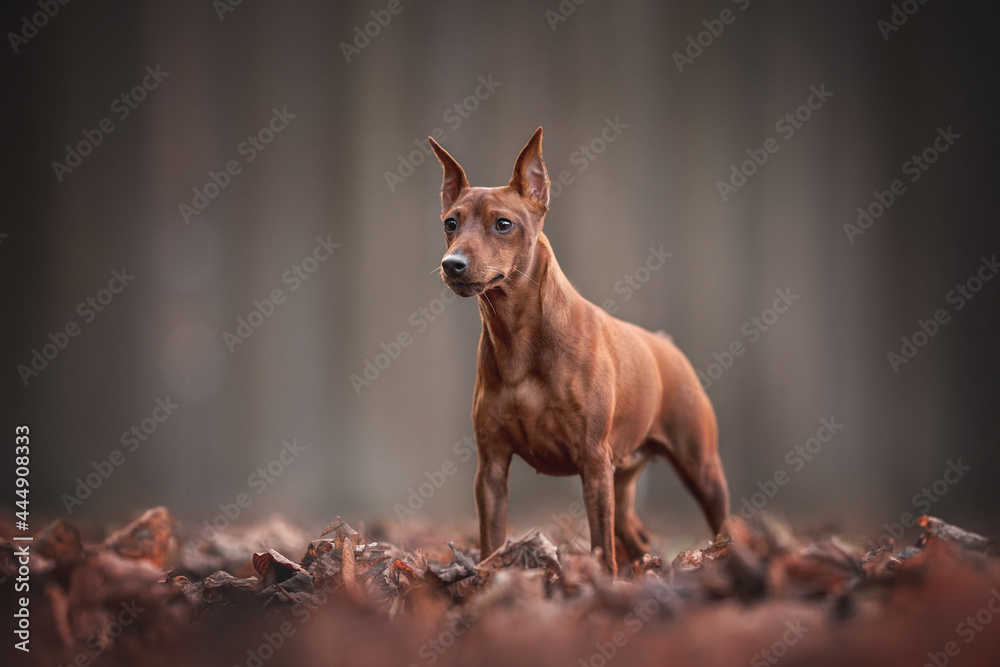 A red Zwergpinscher standing in the autumn foliage against the background of a gloomy forest A red Zwergpinscher standing in the autumn foliage against the background of a gloomy forest