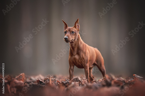 A red Zwergpinscher standing in the autumn foliage against the background of a gloomy forest