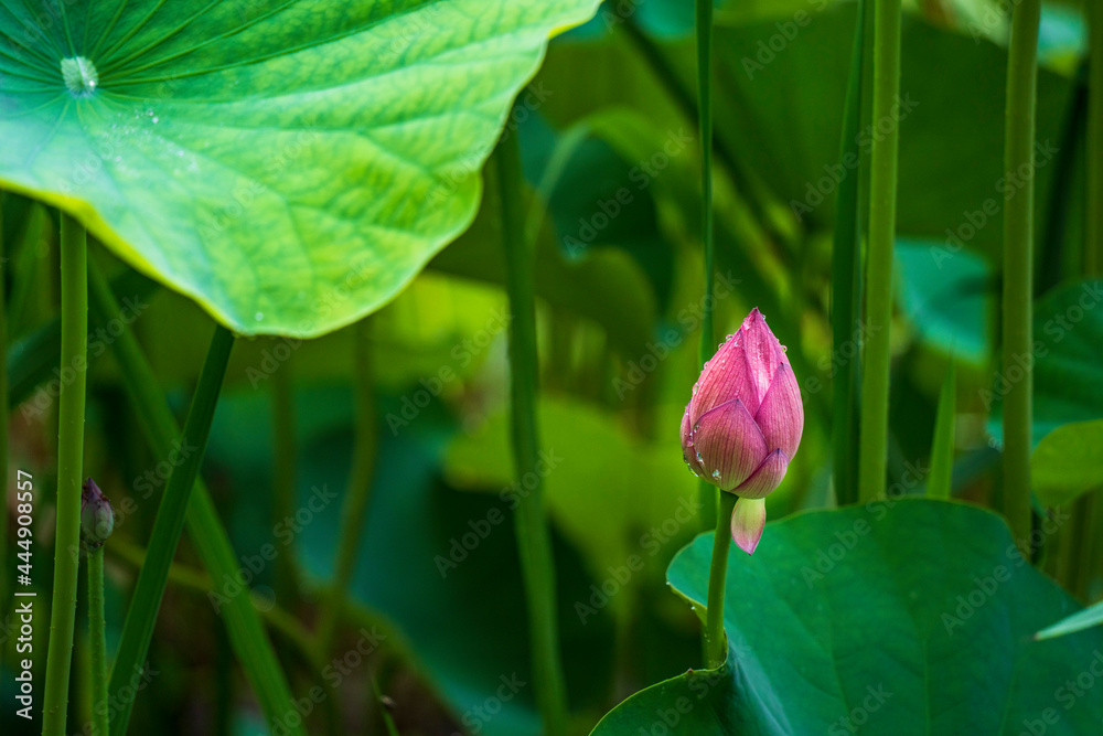 雨粒滴る蓮の蕾と葉
【a lotus bud and leaves with raindrops】