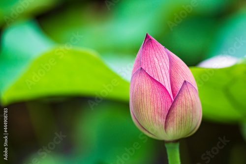                                      a close-up lotus bud   