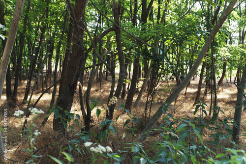 Bosco di acacie in italia