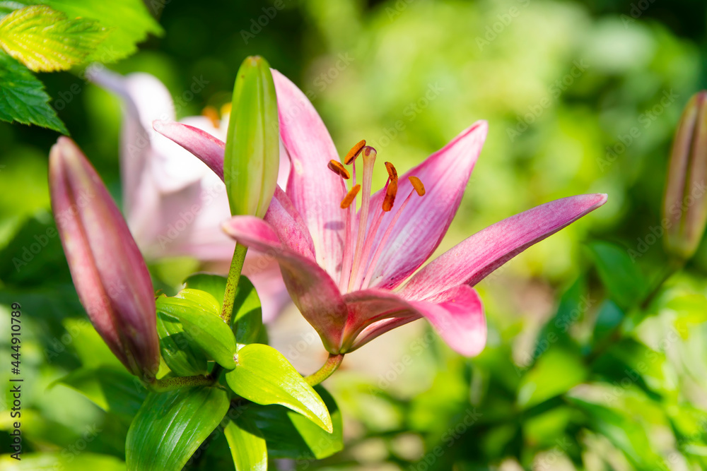 Beautiful pink lilies grow in the summer garden. Blurred back green background