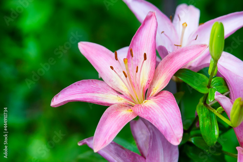 Beautiful pink lilies grow in the summer garden. Blurred back green background