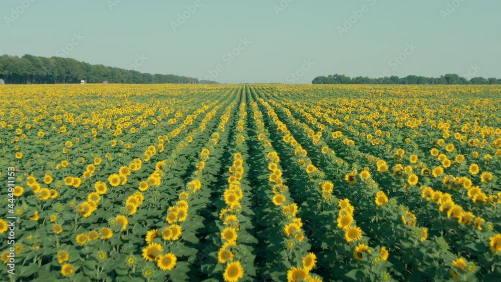Smooth rows of elite flowering yellow sunflower in a farmer's field in the morning in clear weather. The beginning of flowering of a sunny flower in the field. Smooth rows of elite flowering yellow sunflower in a farmer's field in the morning in clear weather. The beginning of flowering of a sunny flower in the field.