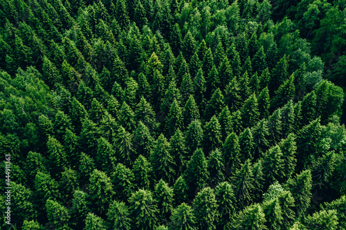 Aerial view of green summer forest with spruces