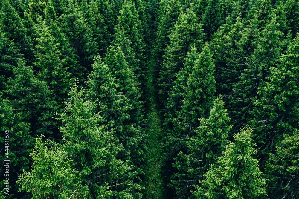 Aerial view of green summer forest with spruces Aerial view of green summer forest with spruces
