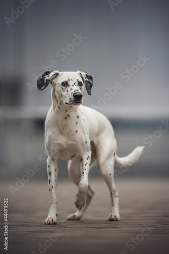 A spotted Dalmatian pressing his paw looking to the side against the background of the cityscape