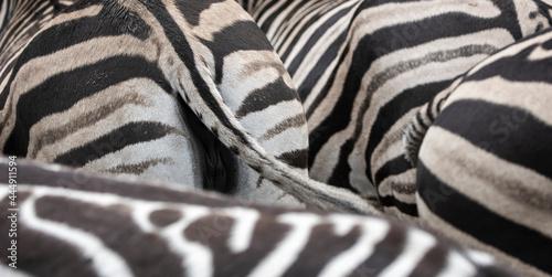 Obraz na plátně Bottom detail of zebras animal