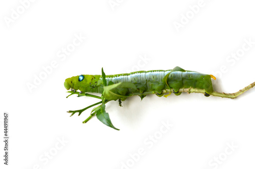 Papilio demoleus malayanus Wall or Green worm isolated on white